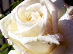 rosa bianca
